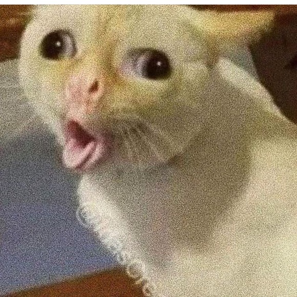 Meet your Posher, Hillary - Picture 1 of 1